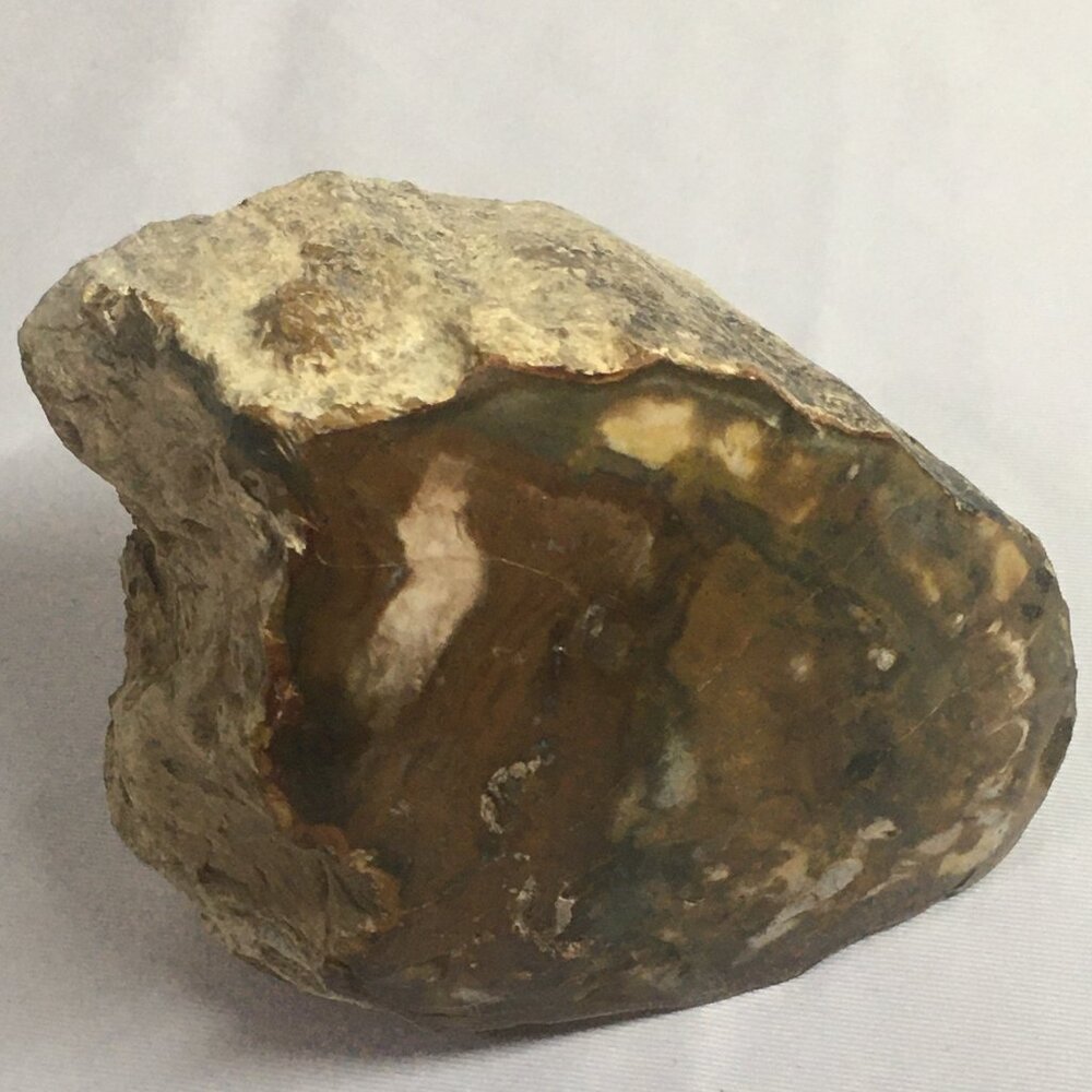 Petrified Wood Log